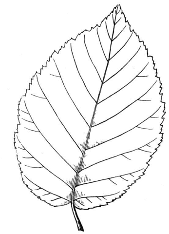 Yellow Birch Leaf Coloring Page